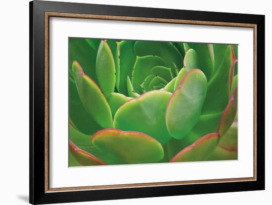 Red Trim Succulent I-Dennis Frates-Framed Giclee Print