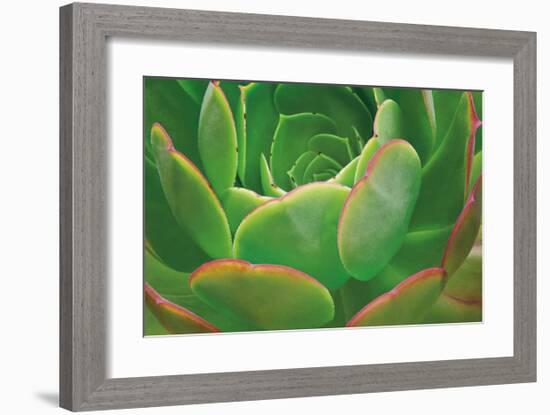 Red Trim Succulent I-Dennis Frates-Framed Giclee Print