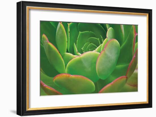 Red Trim Succulent I-Dennis Frates-Framed Giclee Print