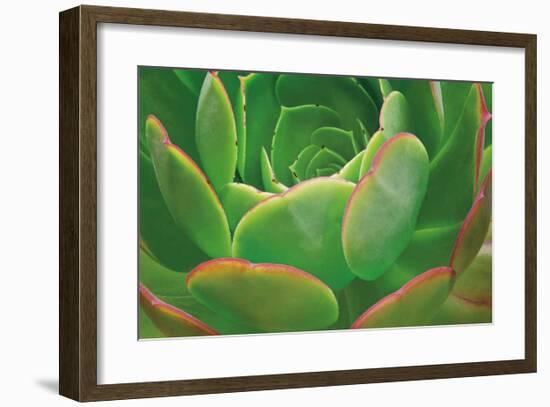 Red Trim Succulent I-Dennis Frates-Framed Giclee Print