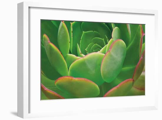 Red Trim Succulent I-Dennis Frates-Framed Giclee Print