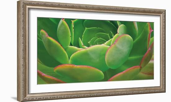 Red Trim Succulent I-Dennis Frates-Framed Art Print