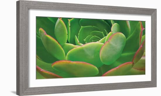 Red Trim Succulent I-Dennis Frates-Framed Art Print