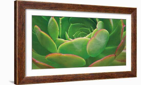 Red Trim Succulent I-Dennis Frates-Framed Art Print