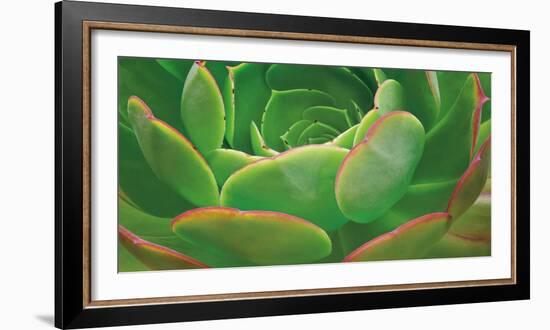 Red Trim Succulent I-Dennis Frates-Framed Art Print