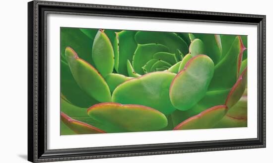 Red Trim Succulent I-Dennis Frates-Framed Art Print