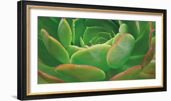 Red Trim Succulent I-Dennis Frates-Framed Art Print