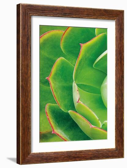 Red Trim Succulent II A-Dennis Frates-Framed Art Print