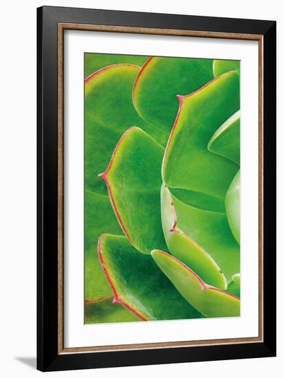 Red Trim Succulent II A-Dennis Frates-Framed Art Print