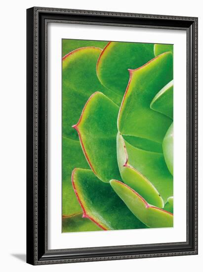 Red Trim Succulent II A-Dennis Frates-Framed Art Print