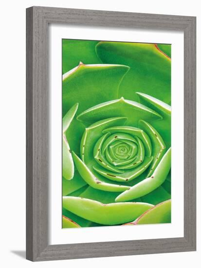 Red Trim Succulent II B-Dennis Frates-Framed Art Print