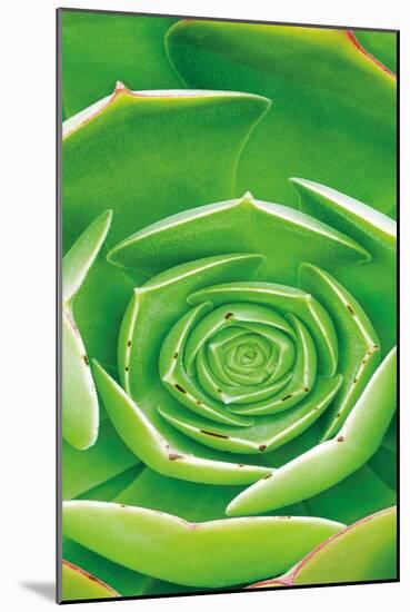 Red Trim Succulent II B-Dennis Frates-Mounted Art Print