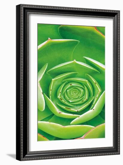 Red Trim Succulent II B-Dennis Frates-Framed Art Print