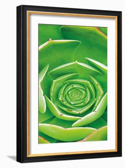 Red Trim Succulent II B-Dennis Frates-Framed Art Print