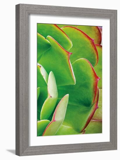 Red Trim Succulent II C-Dennis Frates-Framed Art Print