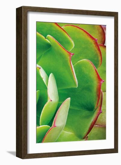 Red Trim Succulent II C-Dennis Frates-Framed Art Print