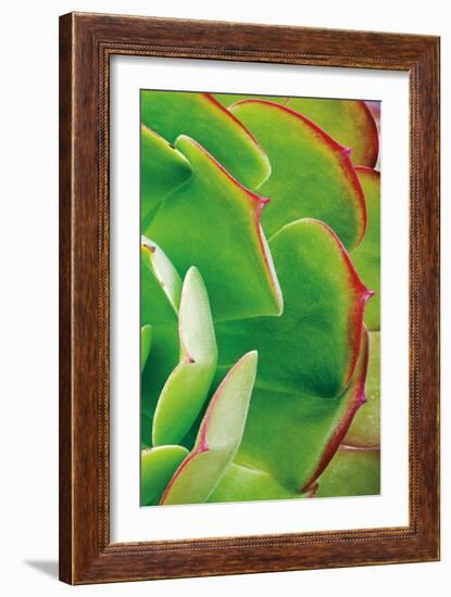 Red Trim Succulent II C-Dennis Frates-Framed Art Print