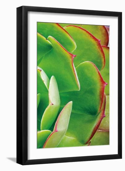 Red Trim Succulent II C-Dennis Frates-Framed Art Print