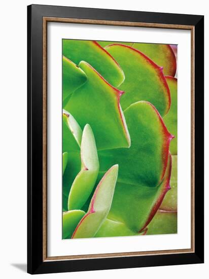 Red Trim Succulent II C-Dennis Frates-Framed Art Print