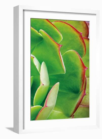 Red Trim Succulent II C-Dennis Frates-Framed Art Print