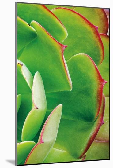 Red Trim Succulent II C-Dennis Frates-Mounted Art Print