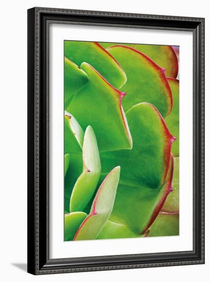 Red Trim Succulent II C-Dennis Frates-Framed Art Print