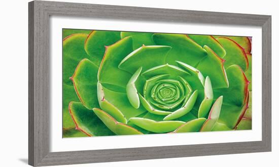 Red Trim Succulent II-Dennis Frates-Framed Art Print