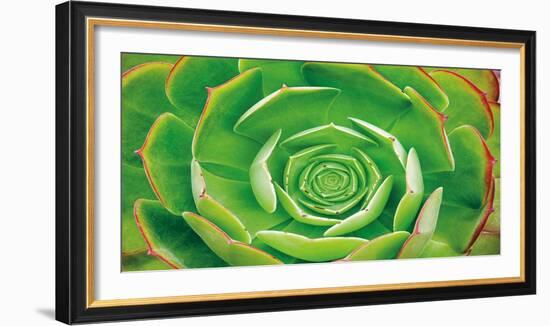 Red Trim Succulent II-Dennis Frates-Framed Art Print