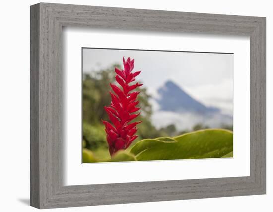 Red tropical bromeliad flower in Arenal, Costa Rica.-Michele Niles-Framed Photographic Print