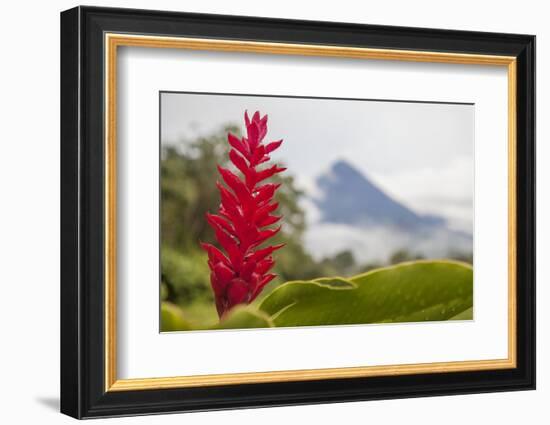 Red tropical bromeliad flower in Arenal, Costa Rica.-Michele Niles-Framed Photographic Print