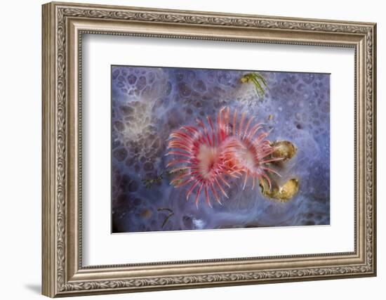 Red Tube Worm (Serpula Vermicularis), Cap De Creus, Costa Brava, Spain-Reinhard Dirscherl-Framed Photographic Print