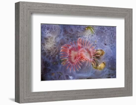 Red Tube Worm (Serpula Vermicularis), Cap De Creus, Costa Brava, Spain-Reinhard Dirscherl-Framed Photographic Print