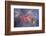 Red Tube Worm (Serpula Vermicularis), Cap De Creus, Costa Brava, Spain-Reinhard Dirscherl-Framed Photographic Print