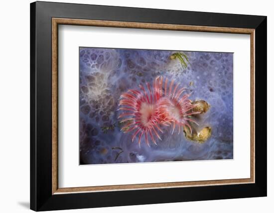 Red Tube Worm (Serpula Vermicularis), Cap De Creus, Costa Brava, Spain-Reinhard Dirscherl-Framed Photographic Print