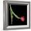 Red Tulip 1-Magda Indigo-Framed Photographic Print