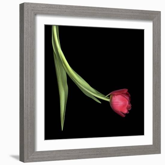 Red Tulip 1-Magda Indigo-Framed Photographic Print