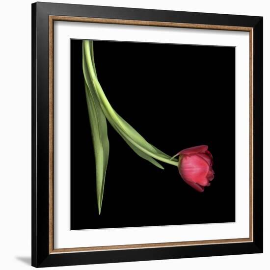 Red Tulip 1-Magda Indigo-Framed Photographic Print