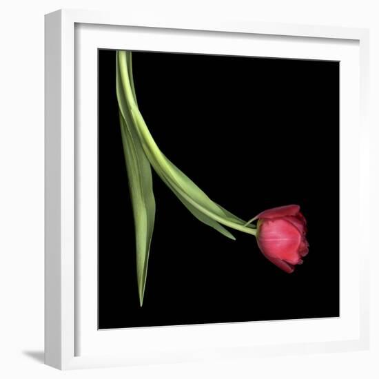 Red Tulip 1-Magda Indigo-Framed Photographic Print