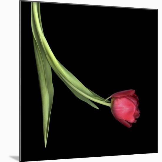 Red Tulip 1-Magda Indigo-Mounted Photographic Print