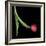 Red Tulip 1-Magda Indigo-Framed Photographic Print