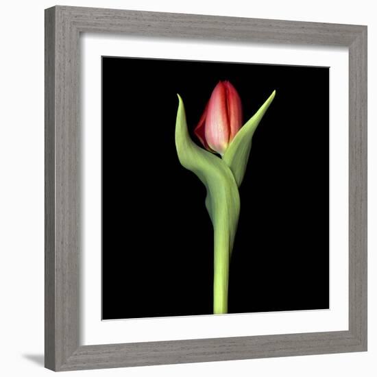 Red Tulip 2-Magda Indigo-Framed Photographic Print