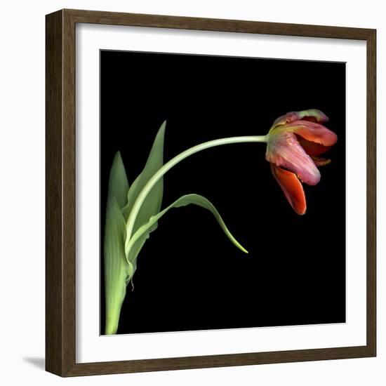 Red Tulip 3-Magda Indigo-Framed Photographic Print