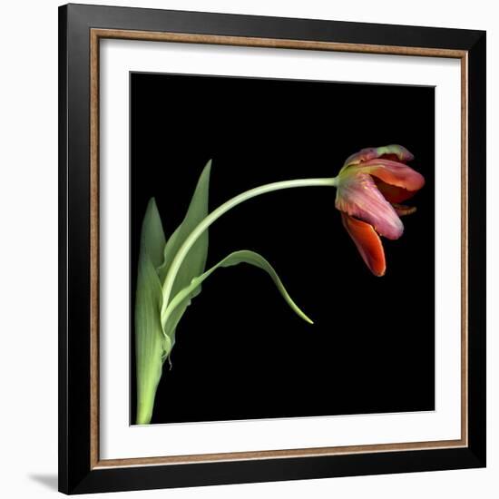 Red Tulip 3-Magda Indigo-Framed Photographic Print