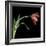 Red Tulip 3-Magda Indigo-Framed Photographic Print