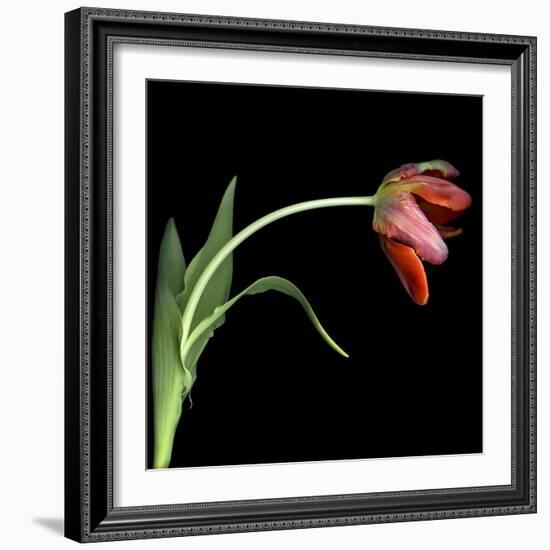 Red Tulip 3-Magda Indigo-Framed Photographic Print