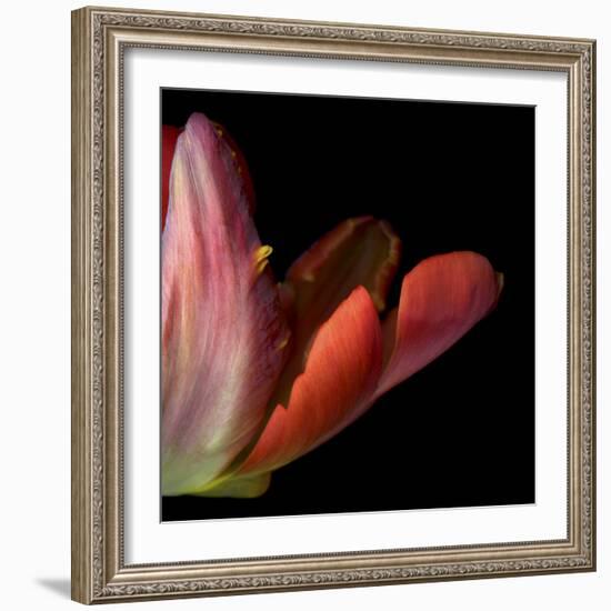 Red Tulip Abstract-Magda Indigo-Framed Photographic Print