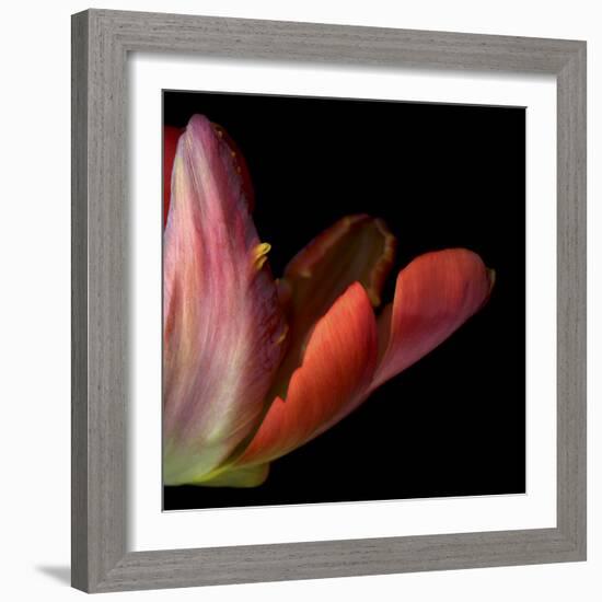 Red Tulip Abstract-Magda Indigo-Framed Photographic Print