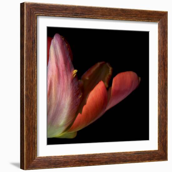 Red Tulip Abstract-Magda Indigo-Framed Photographic Print