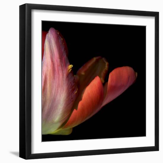 Red Tulip Abstract-Magda Indigo-Framed Photographic Print