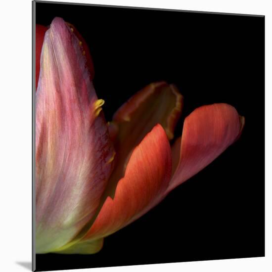 Red Tulip Abstract-Magda Indigo-Mounted Photographic Print